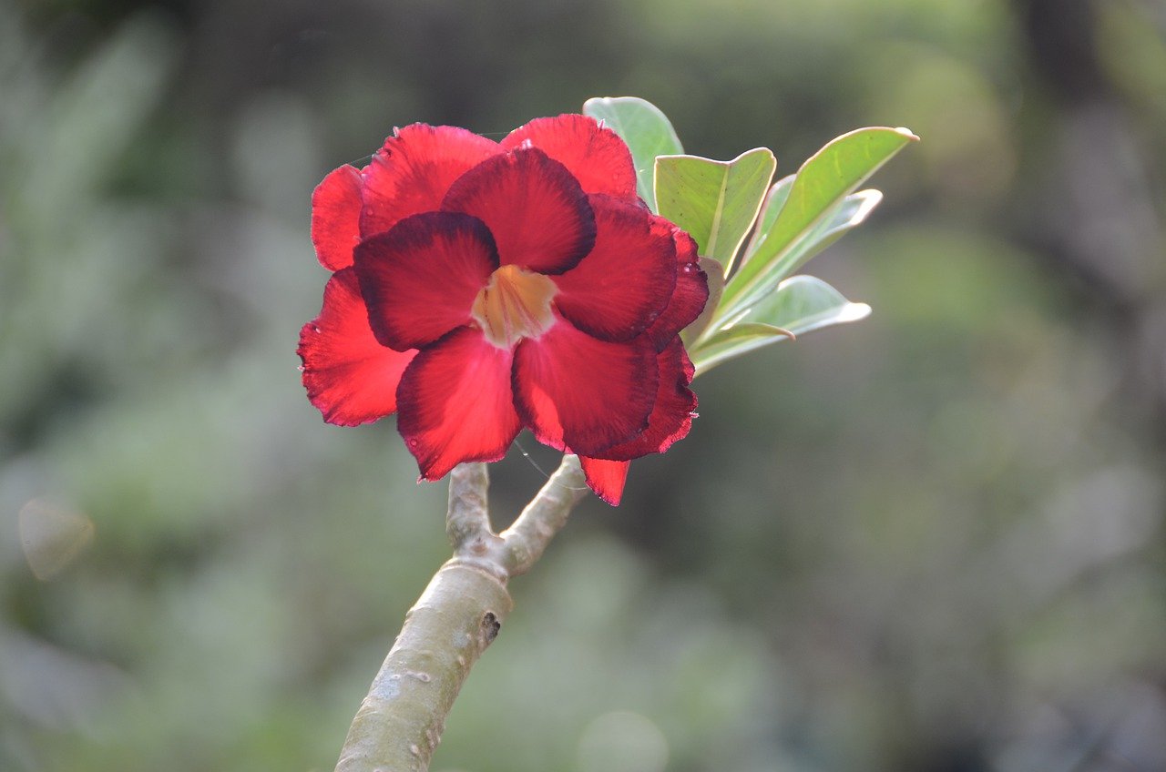 Master the Craft: Bonsai Tree Carving